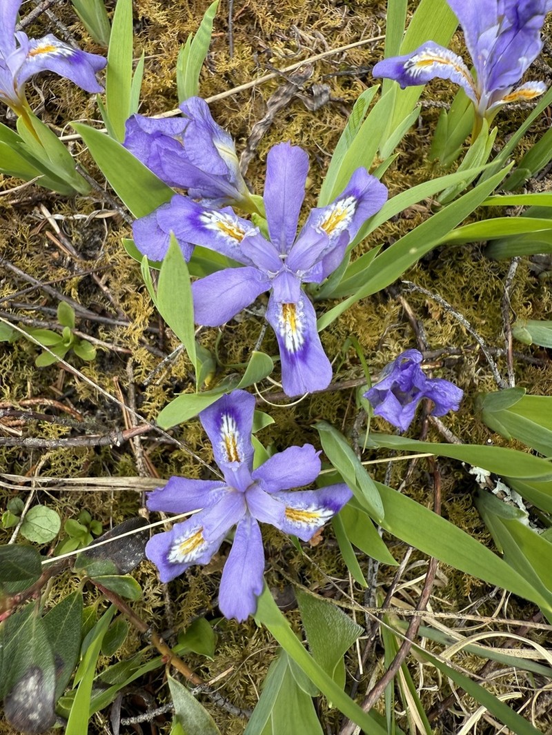 Dwarf Lake Iris photo 5