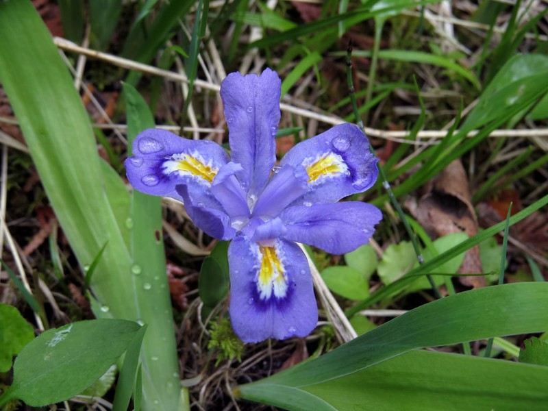 Dwarf Lake Iris photo 7