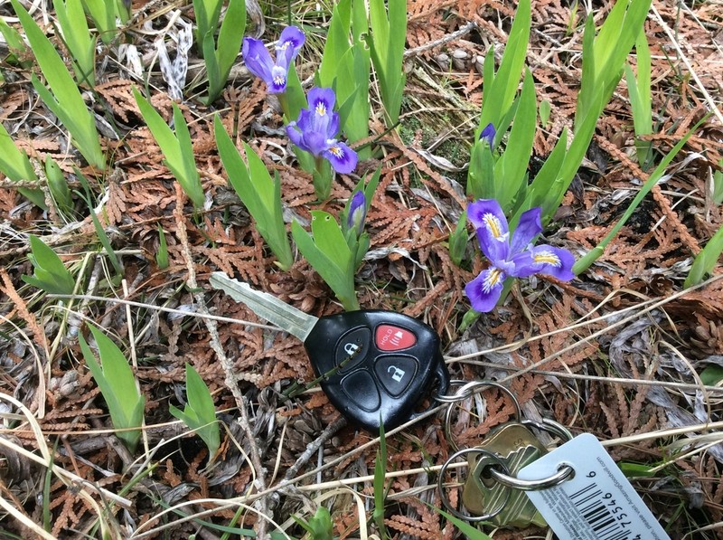 Dwarf Lake Iris photo 8