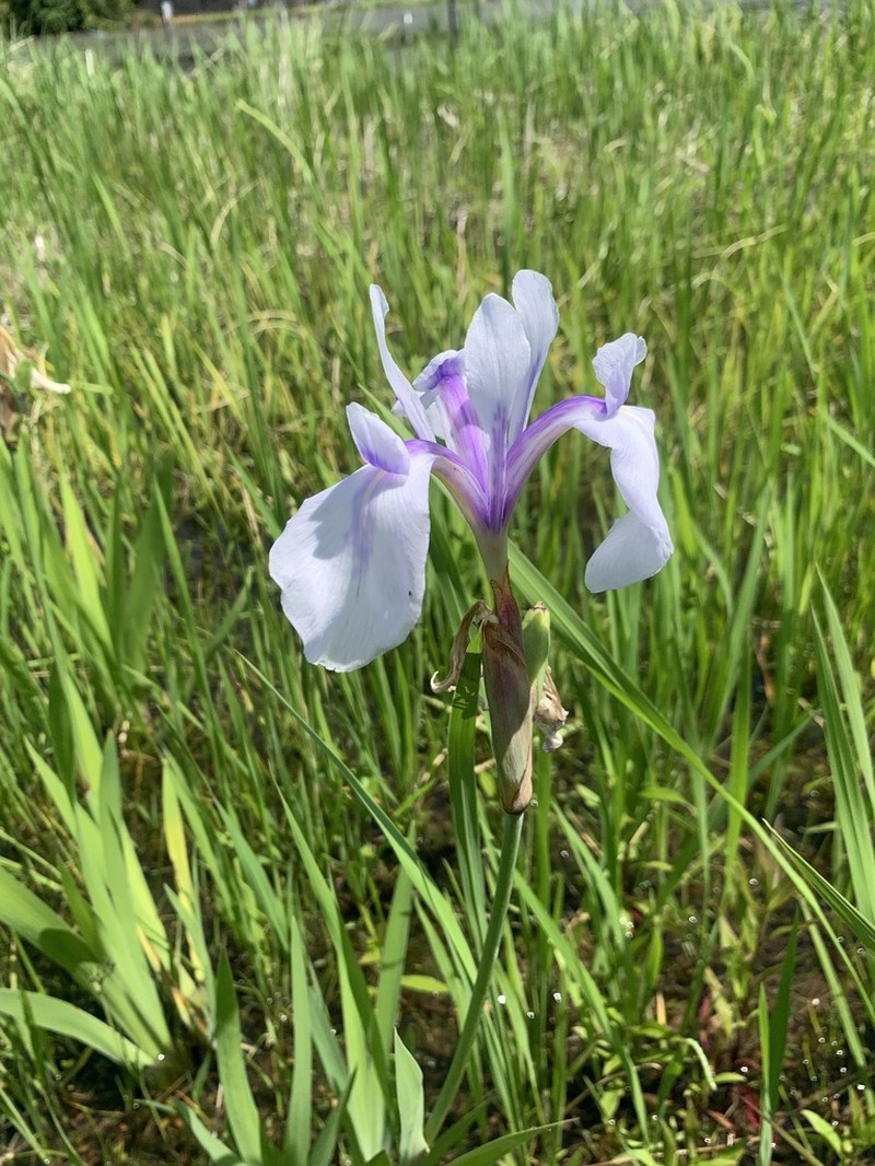 Rabbitear Iris
