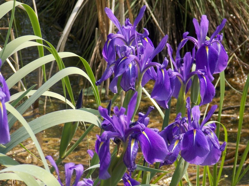 Rabbitear Iris photo 2