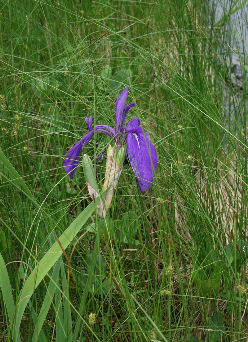 Rabbitear Iris photo 3