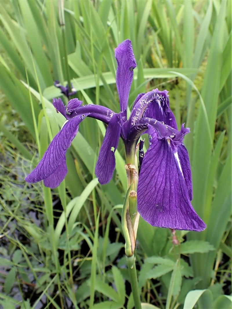 Rabbitear Iris photo 4
