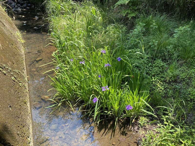 Rabbitear Iris photo 6