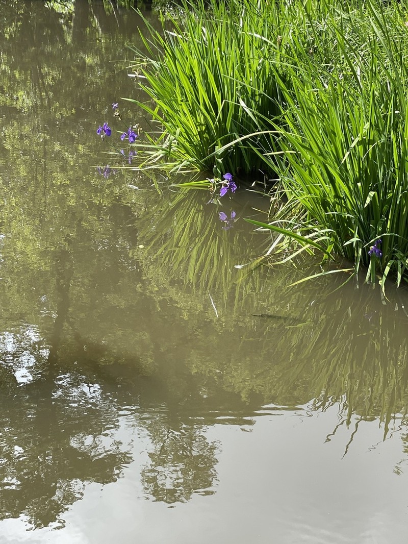 Rabbitear Iris photo 7