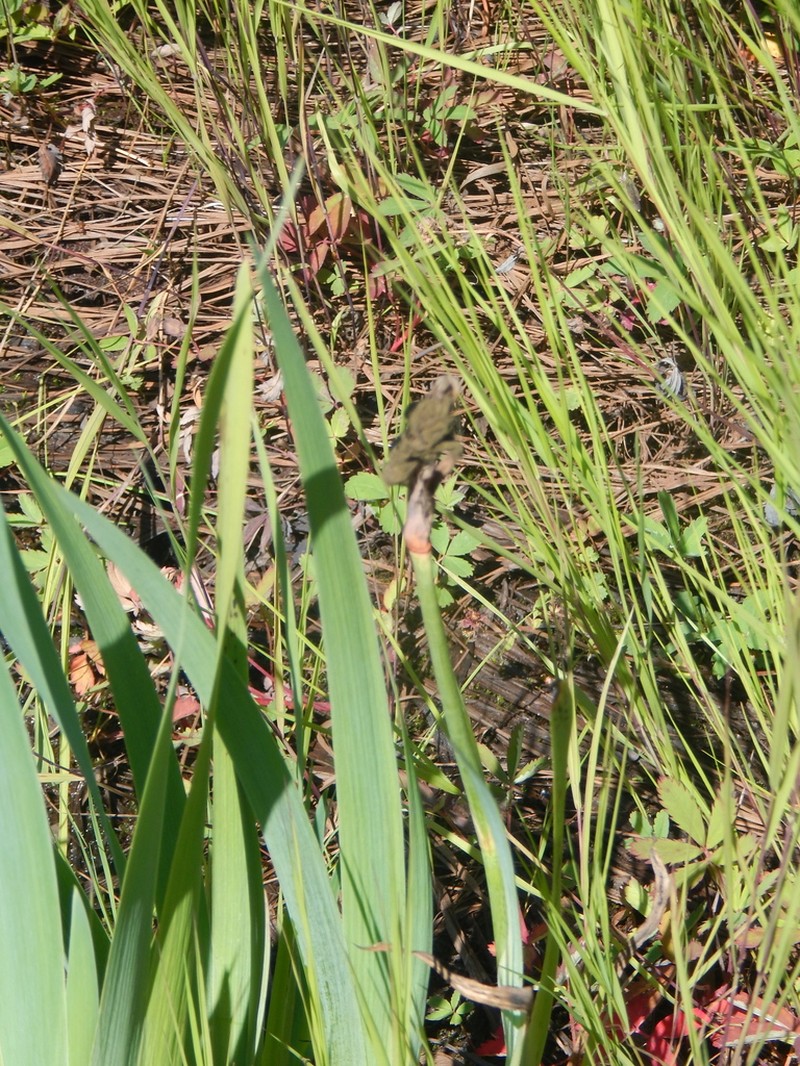 Rabbitear Iris photo 8