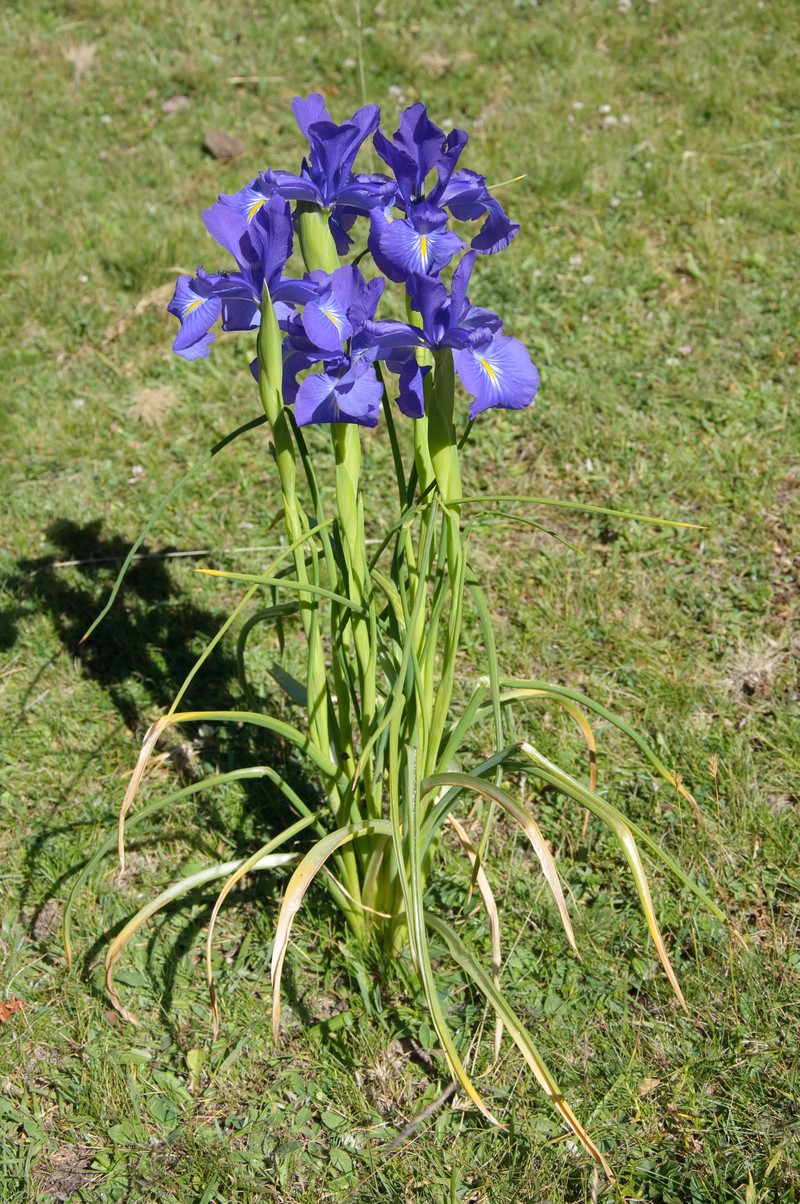 Iris latifolia