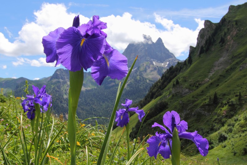 Iris latifolia photo 2