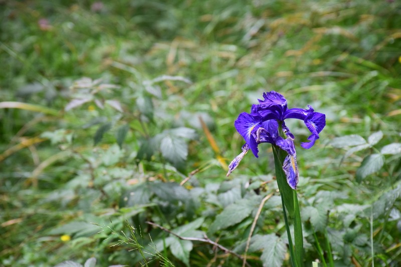 Iris latifolia photo 6