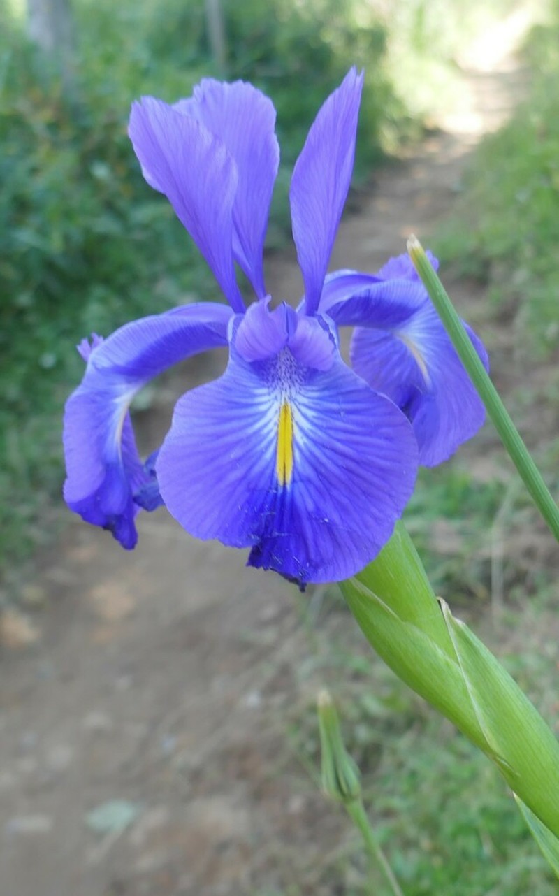 Iris latifolia photo 7