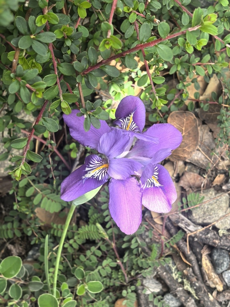 Iris latistyla