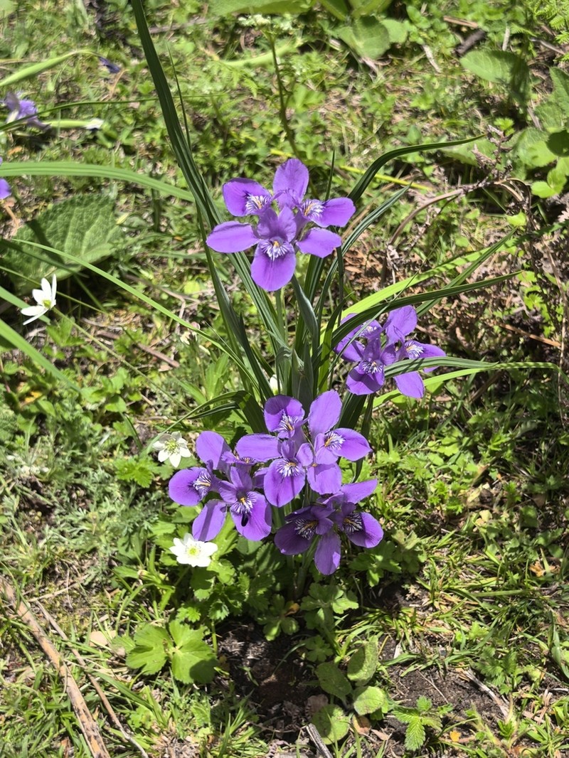 Iris latistyla photo 2