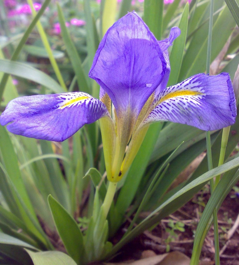 Iris lazica