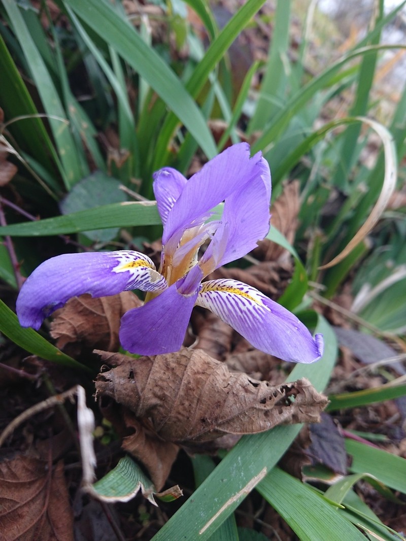 Iris lazica photo 2