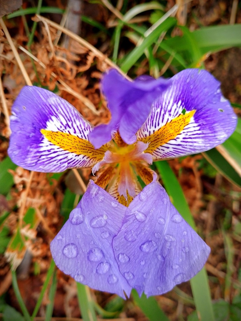Iris lazica photo 3