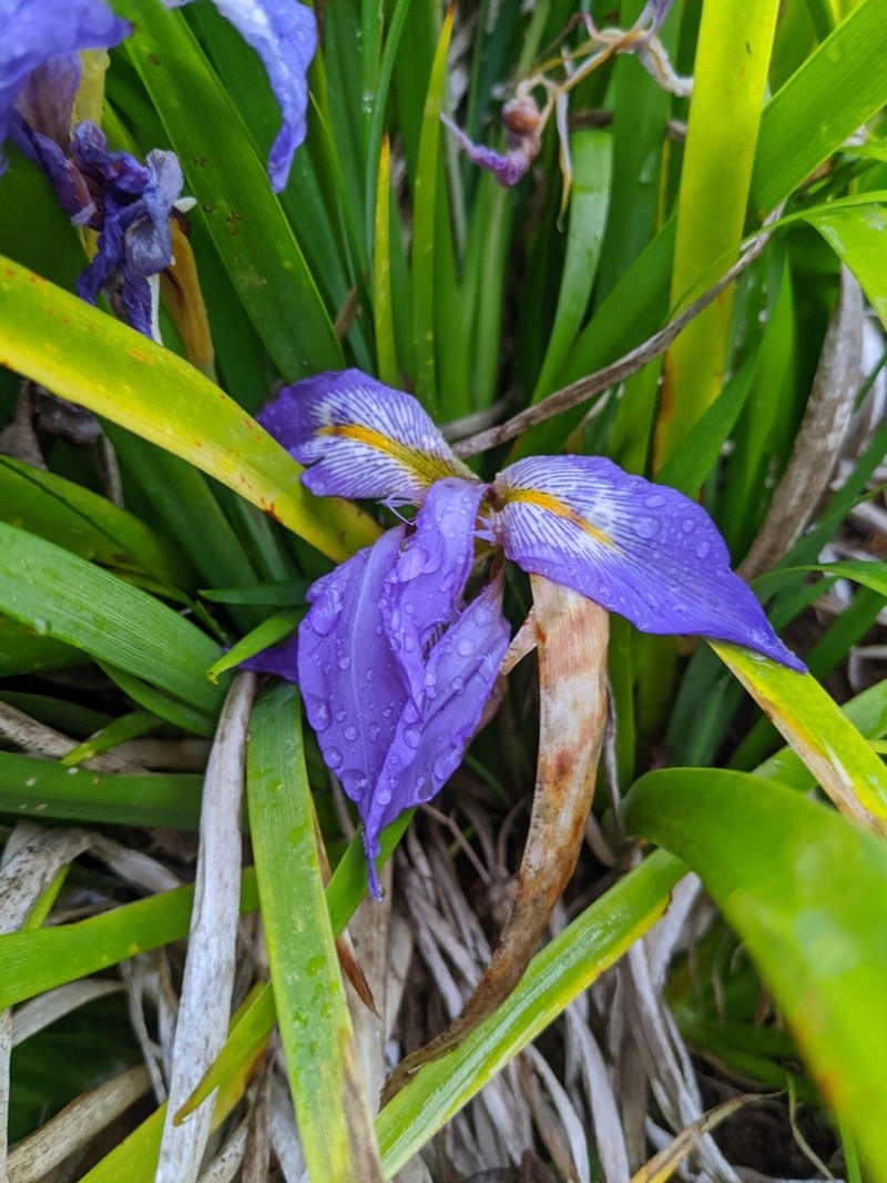 Iris lazica photo 4