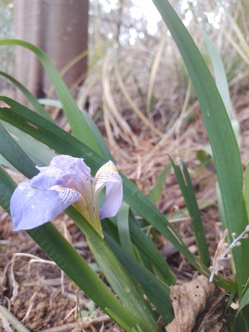 Iris lazica photo 5
