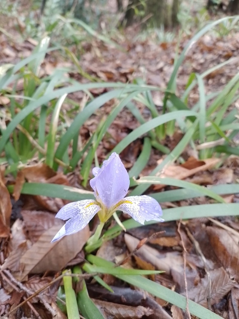 Iris lazica photo 6