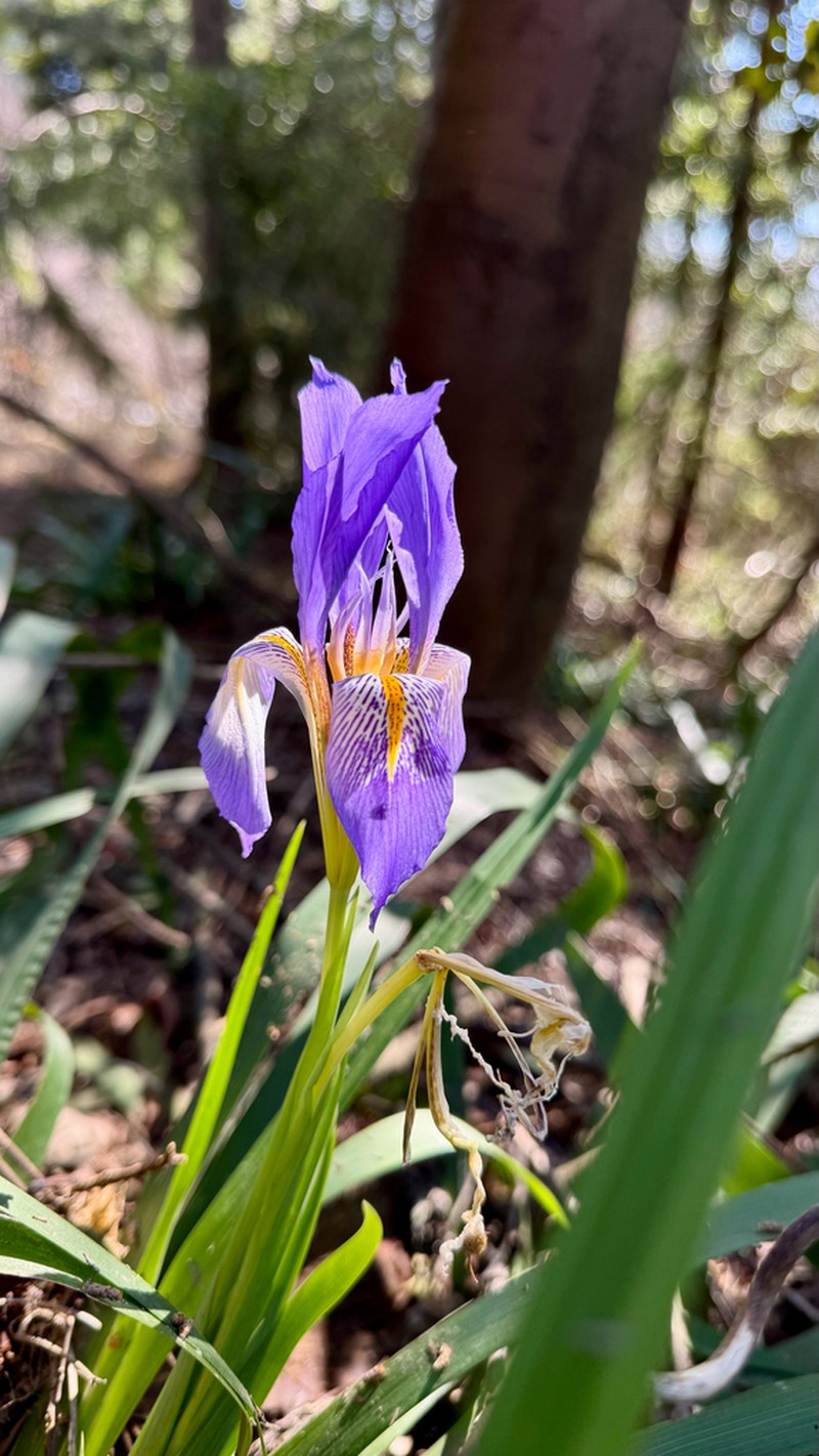 Iris lazica photo 7
