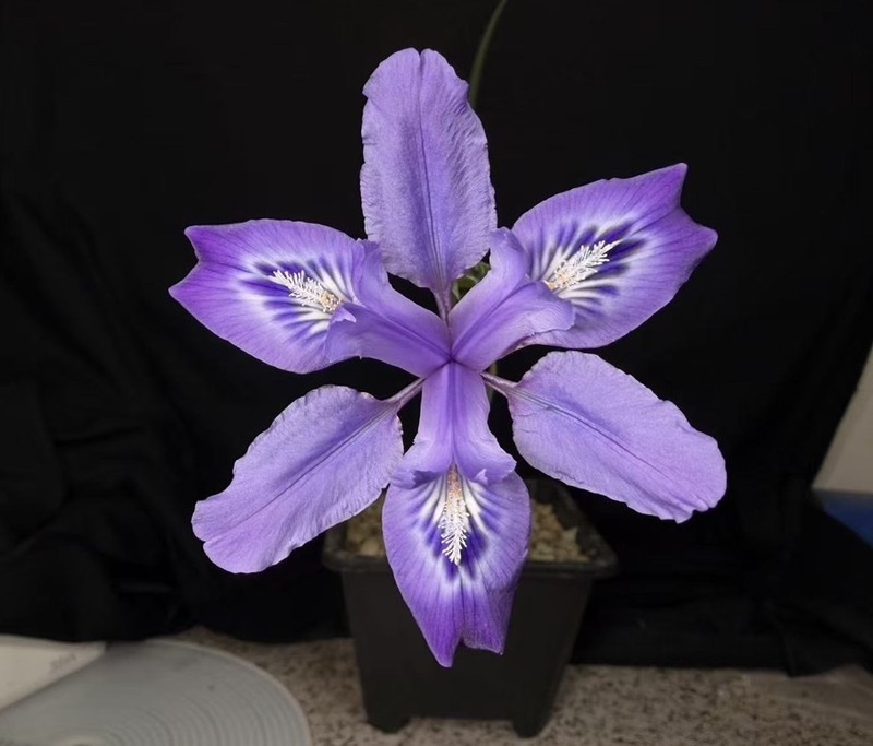 Iris leptophylla