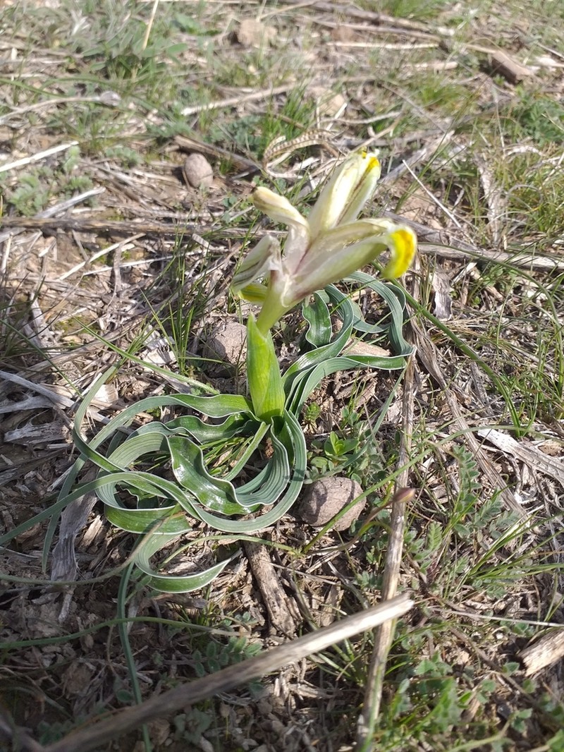 Iris leptorrhiza