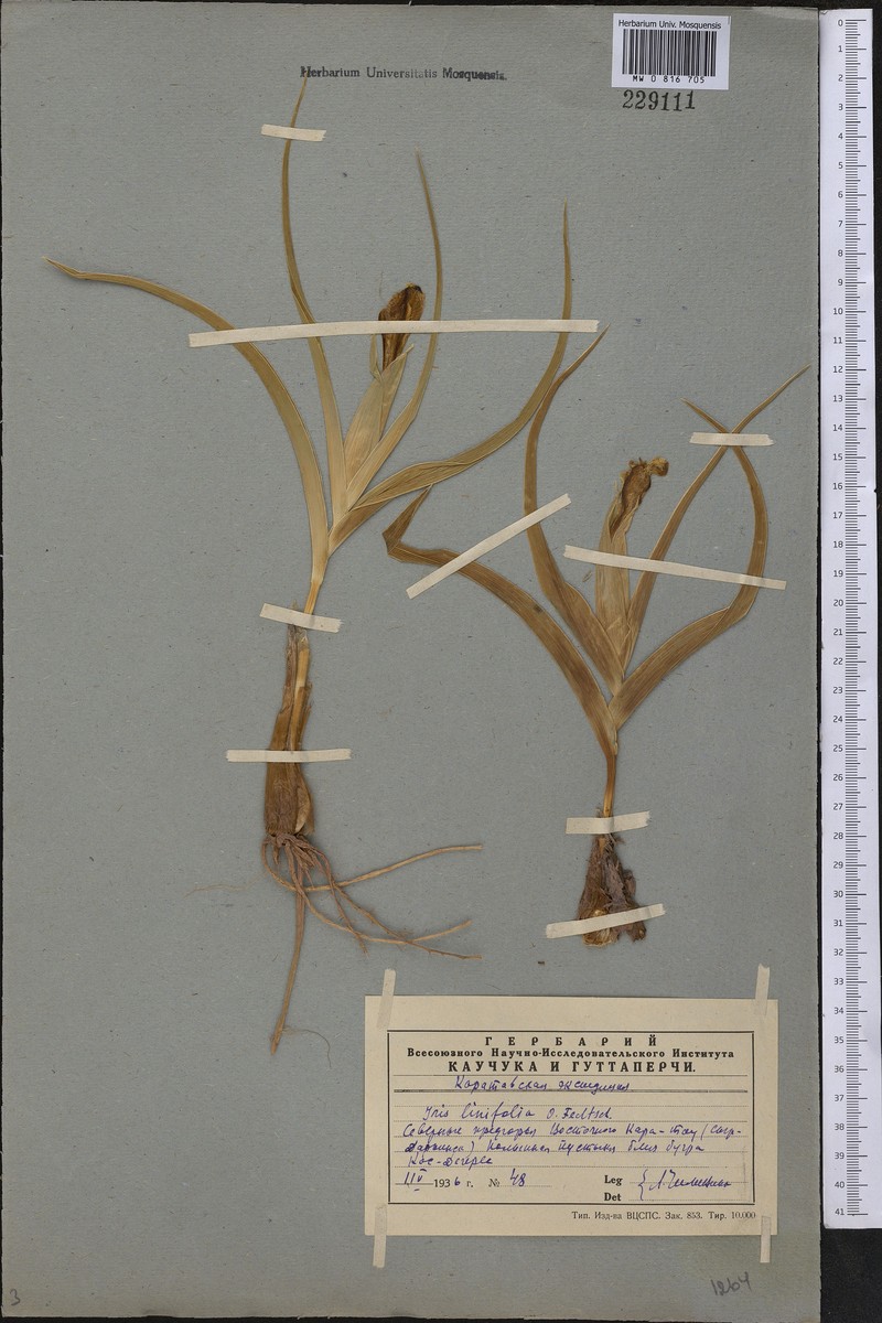 Iris linifolia