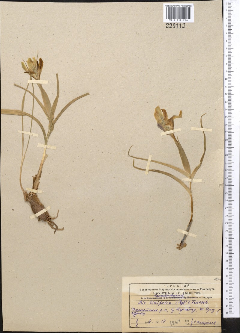 Iris linifolia photo 2