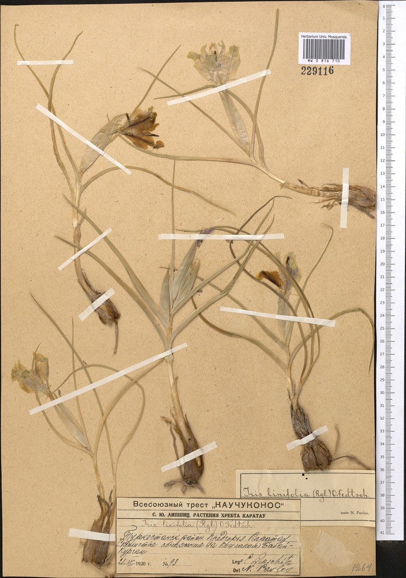 Iris linifolia photo 3