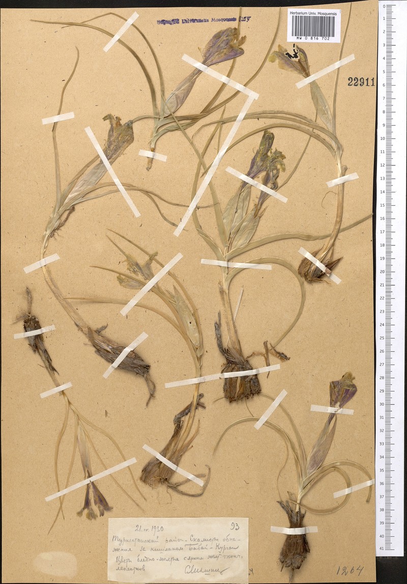 Iris linifolia photo 4