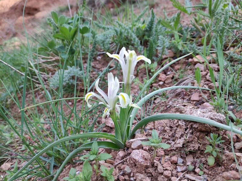 Iris linifoliiformis