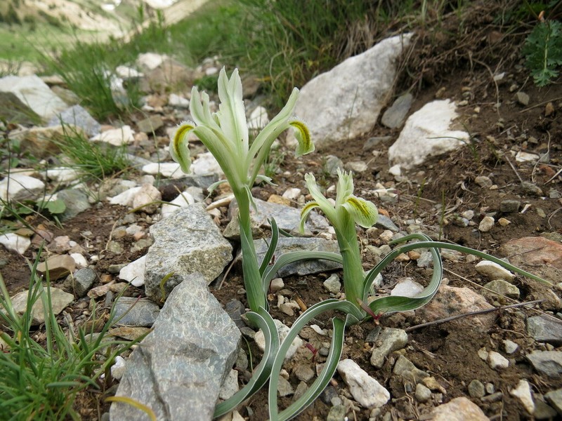 Iris linifoliiformis photo 2