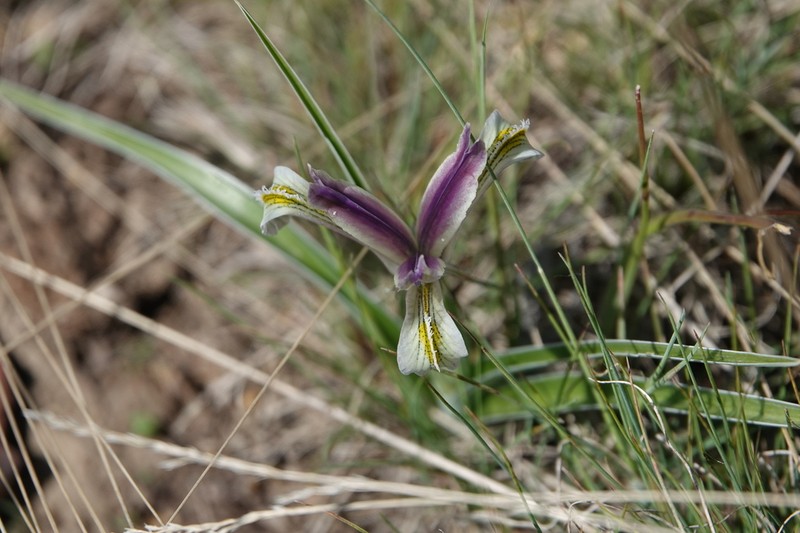 Iris linifoliiformis photo 3