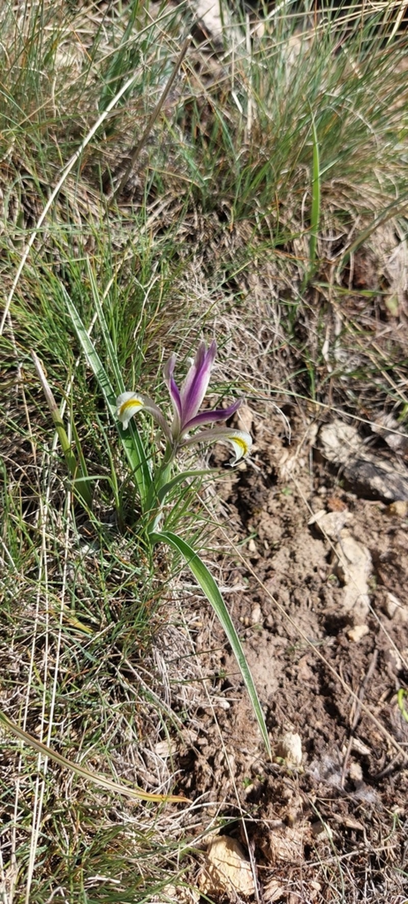 Iris linifoliiformis photo 4