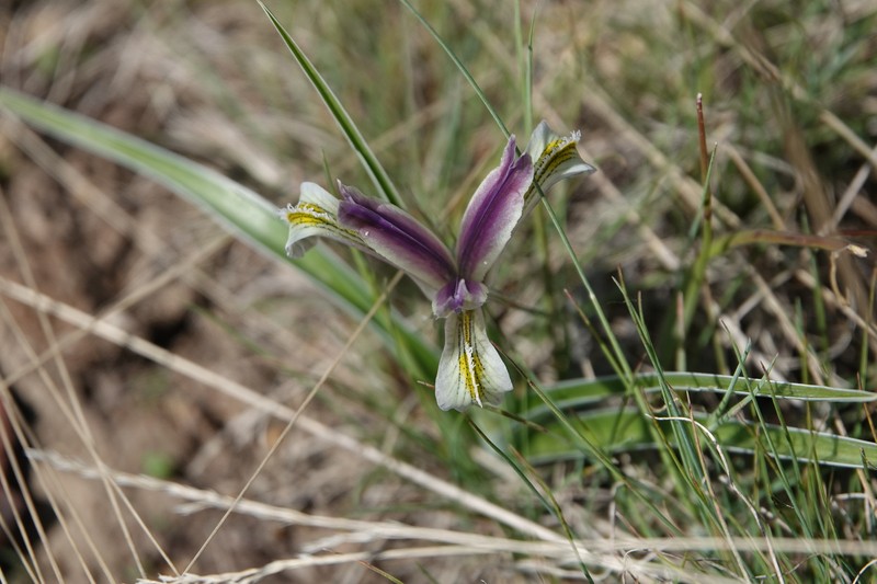 Iris linifoliiformis photo 6
