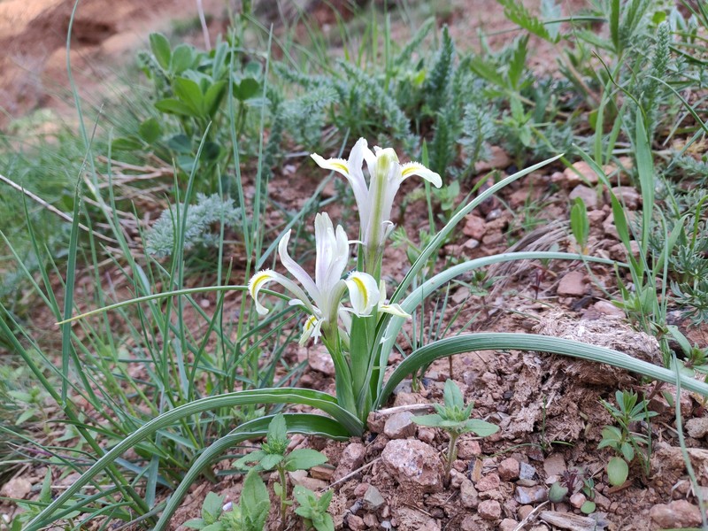 Iris linifoliiformis photo 7