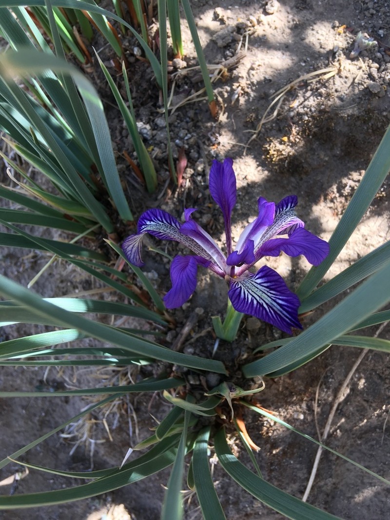 Iris loczyi photo 2
