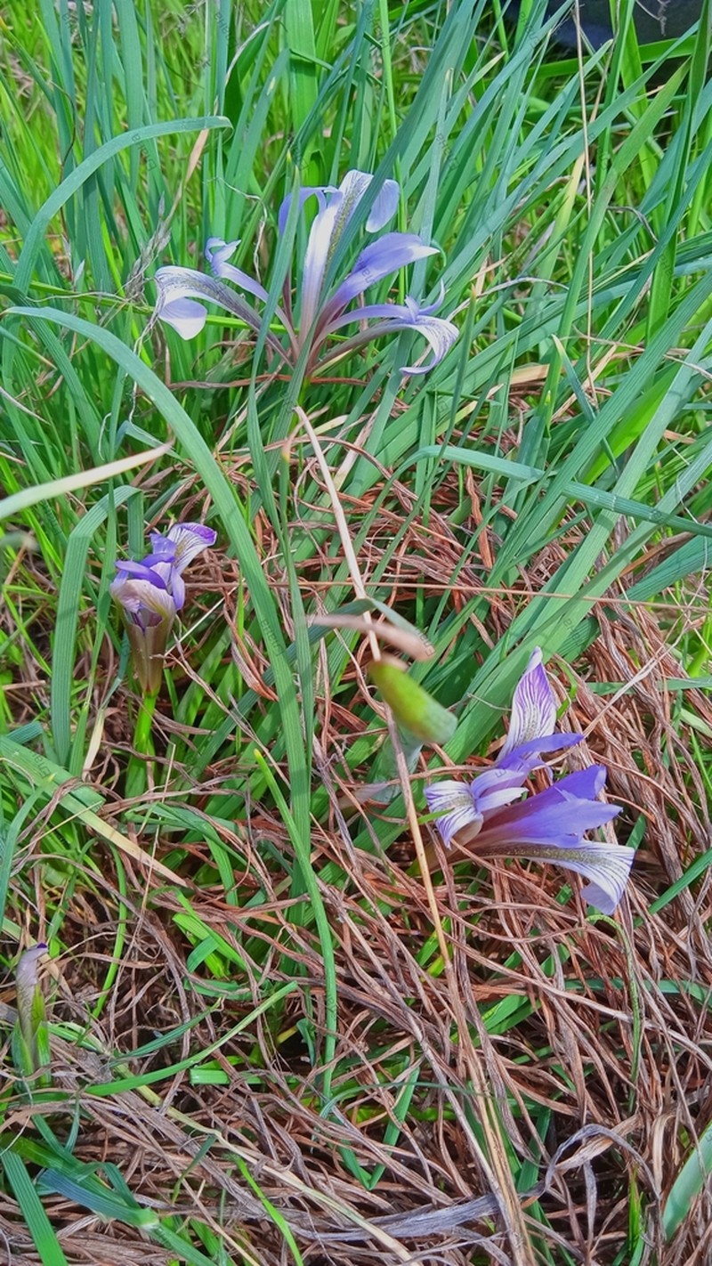 Iris loczyi photo 3