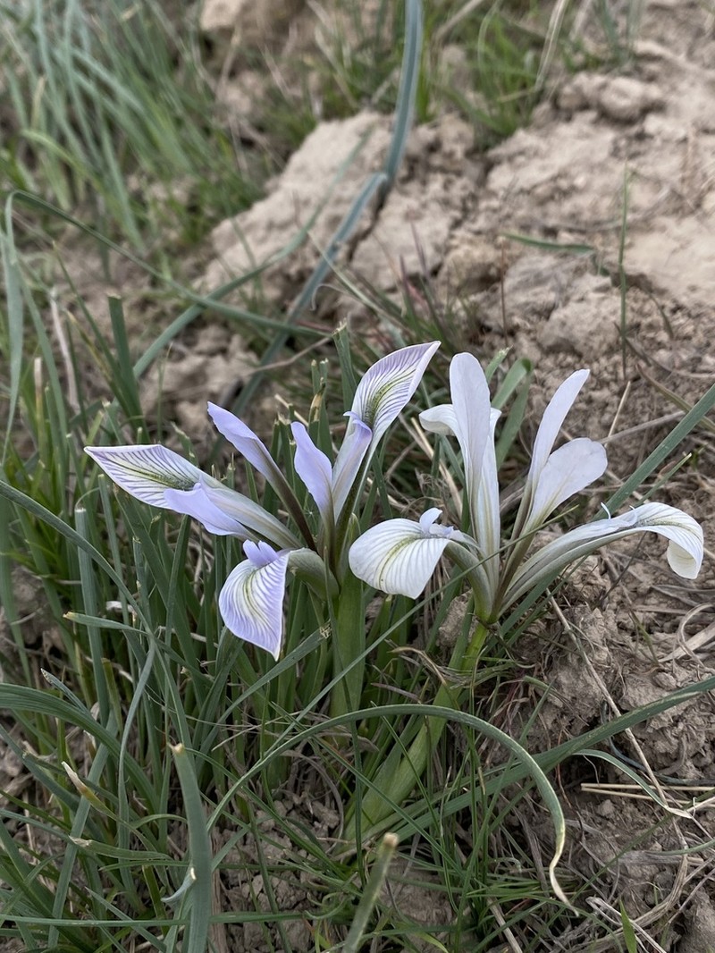 Iris loczyi photo 4
