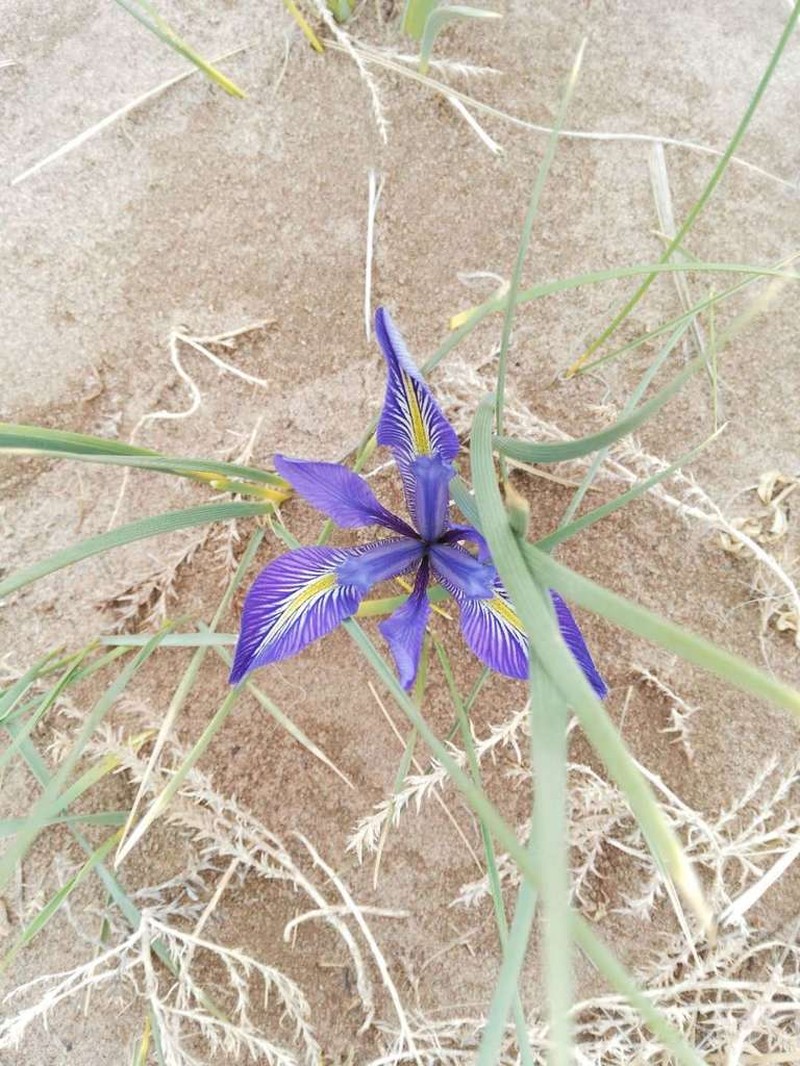 Iris loczyi photo 5