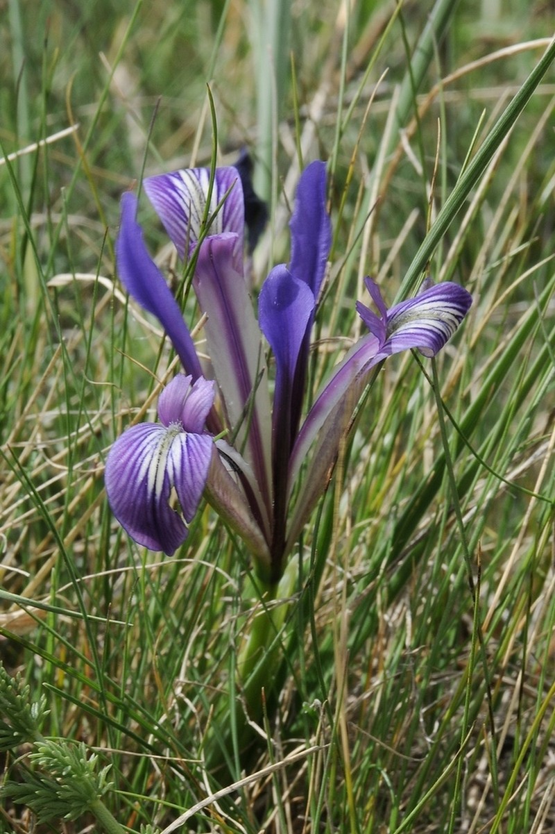 Iris loczyi photo 6