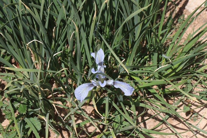 Iris loczyi photo 7
