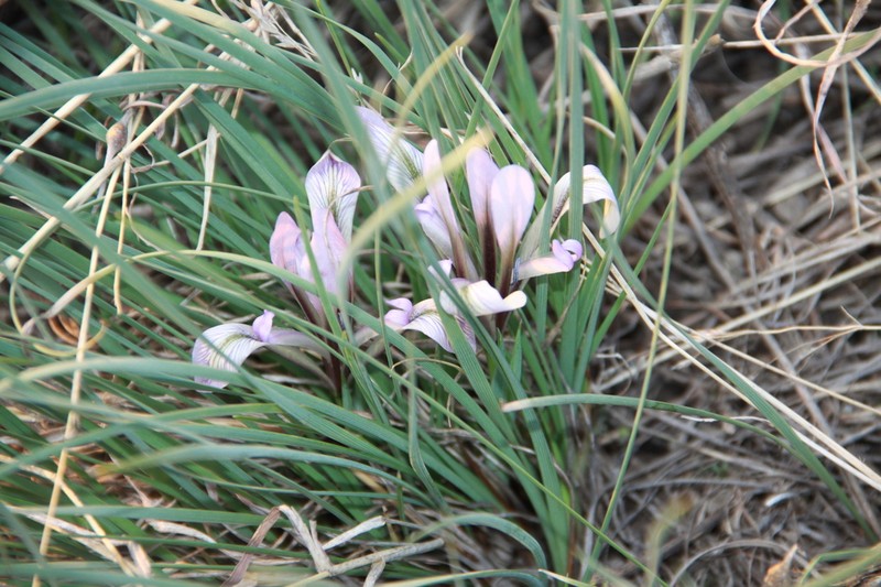 Iris loczyi photo 8