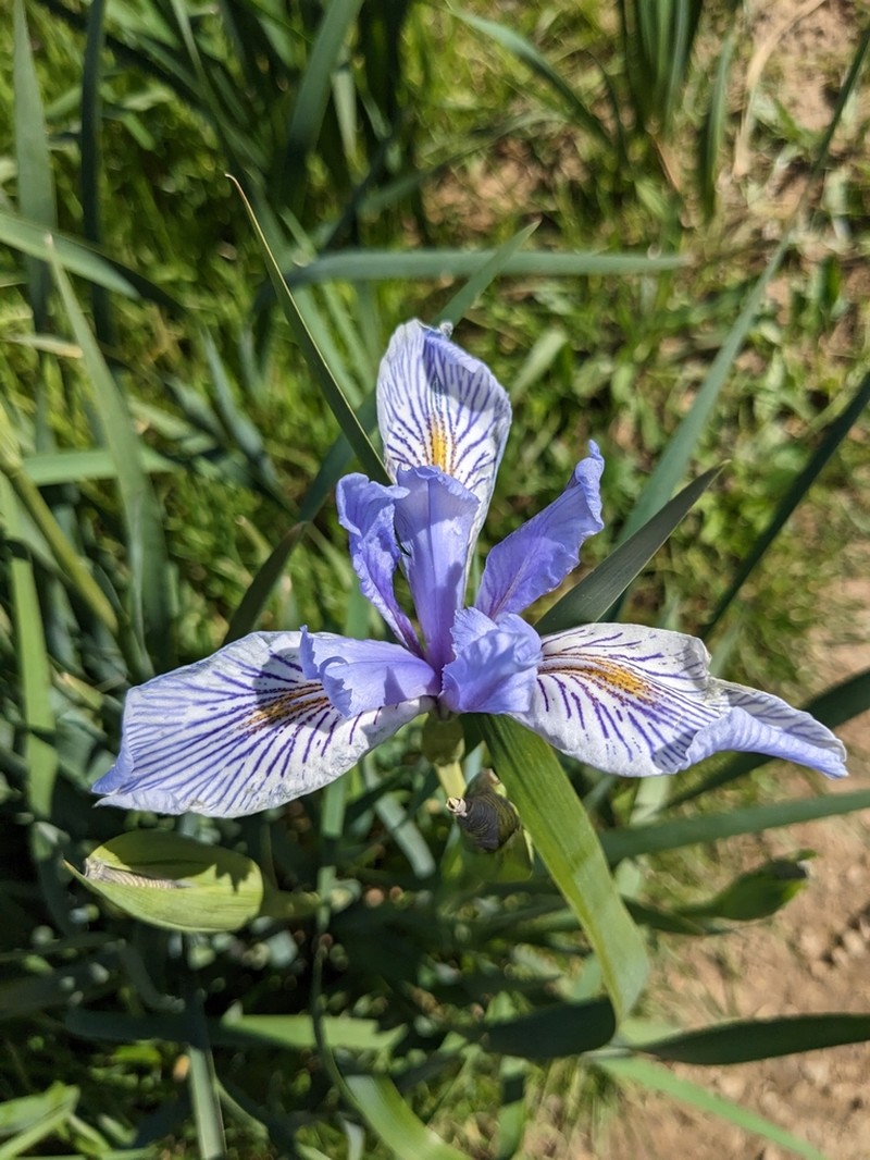 Iris longipetala