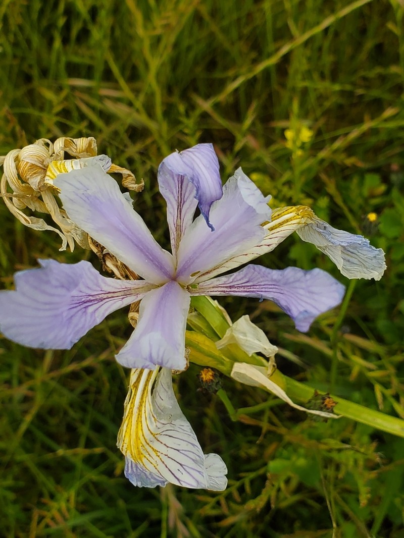 Iris longipetala photo 2