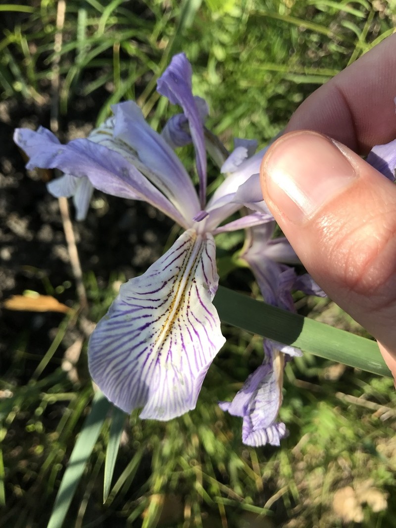 Iris longipetala photo 3
