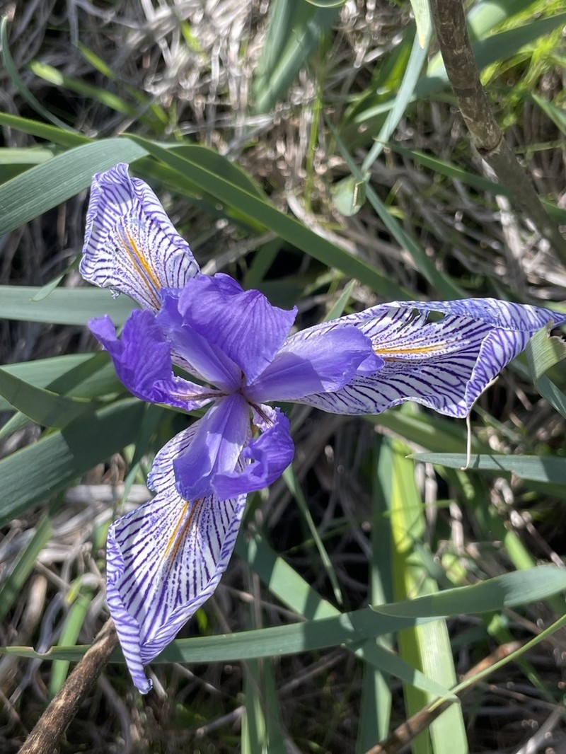 Iris longipetala photo 4