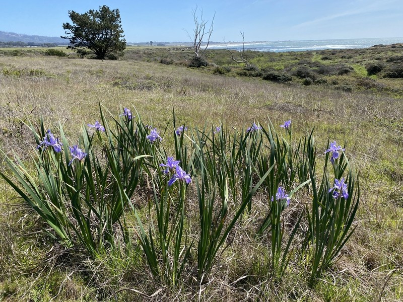 Iris longipetala photo 5