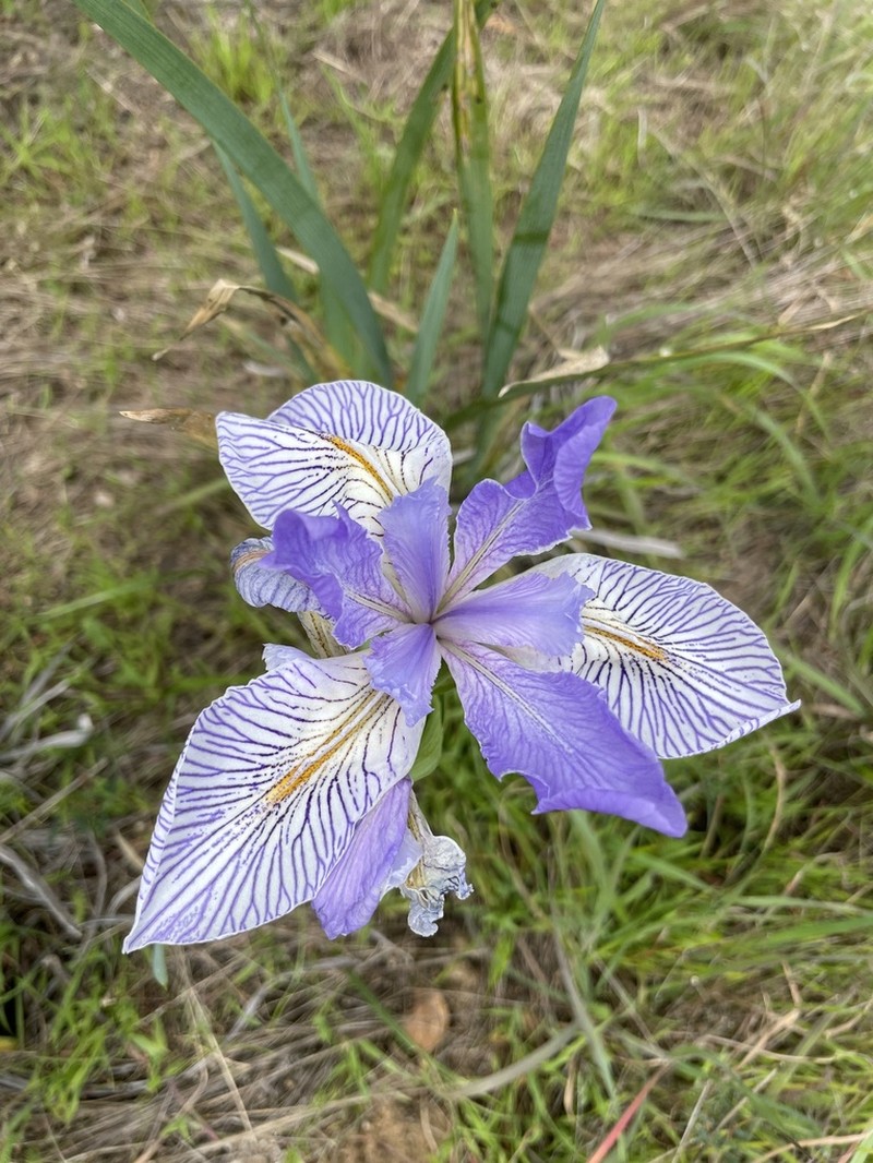 Iris longipetala photo 6