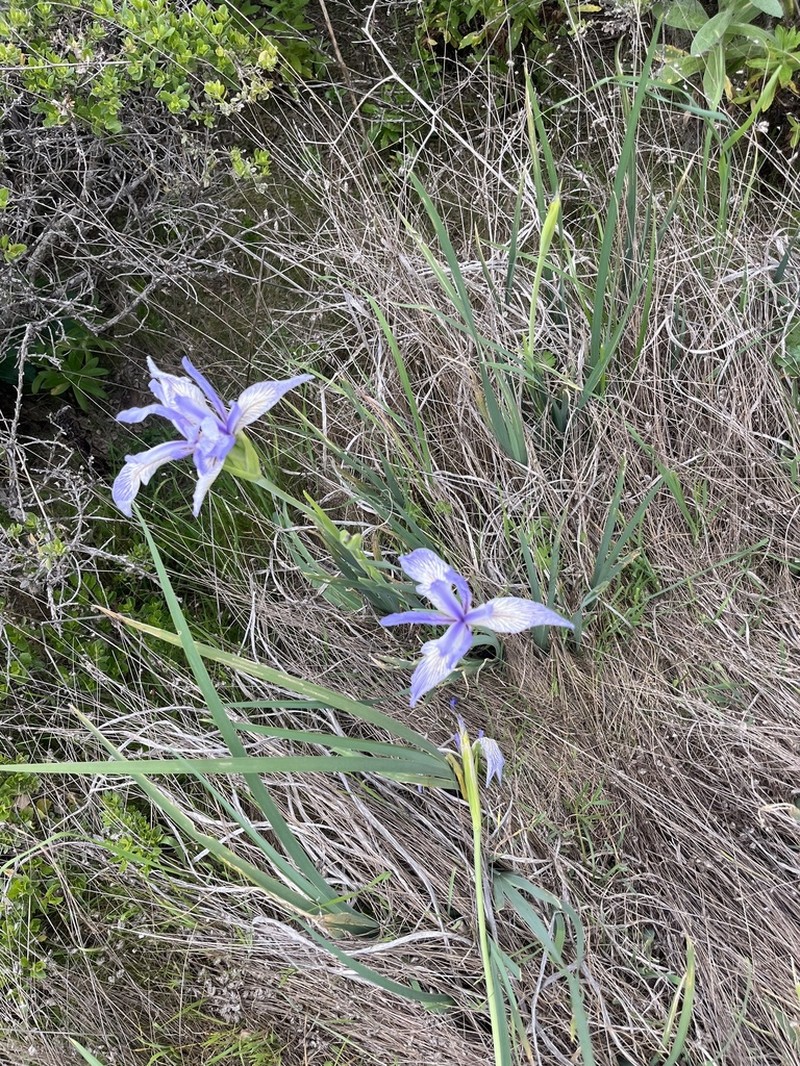 Iris longipetala photo 8