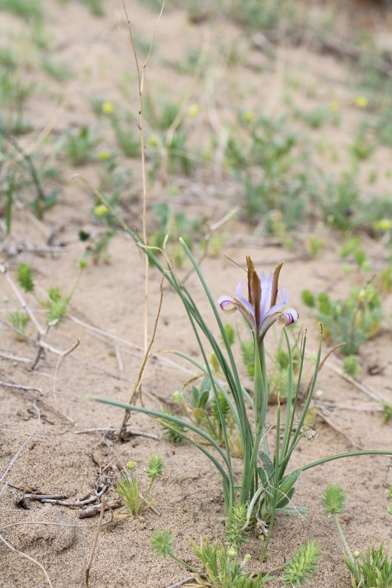 Iris longiscapa photo 2